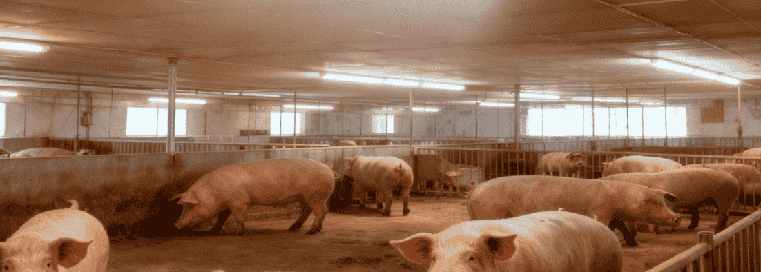 led light for swine barn